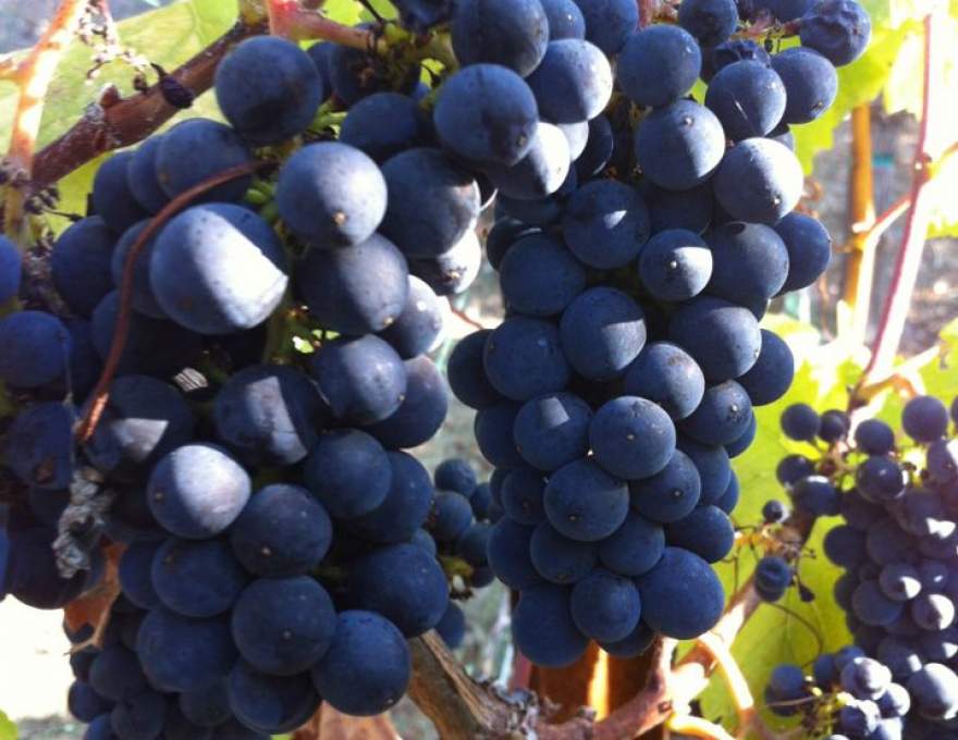 Villa del Monte Winery | WineMaps