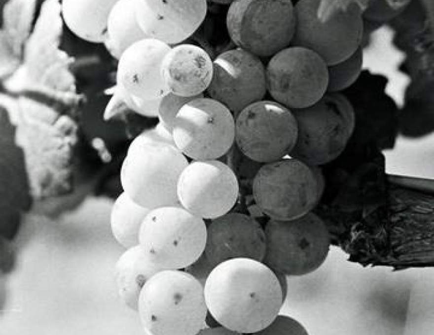 Creekside Cellars WineMaps