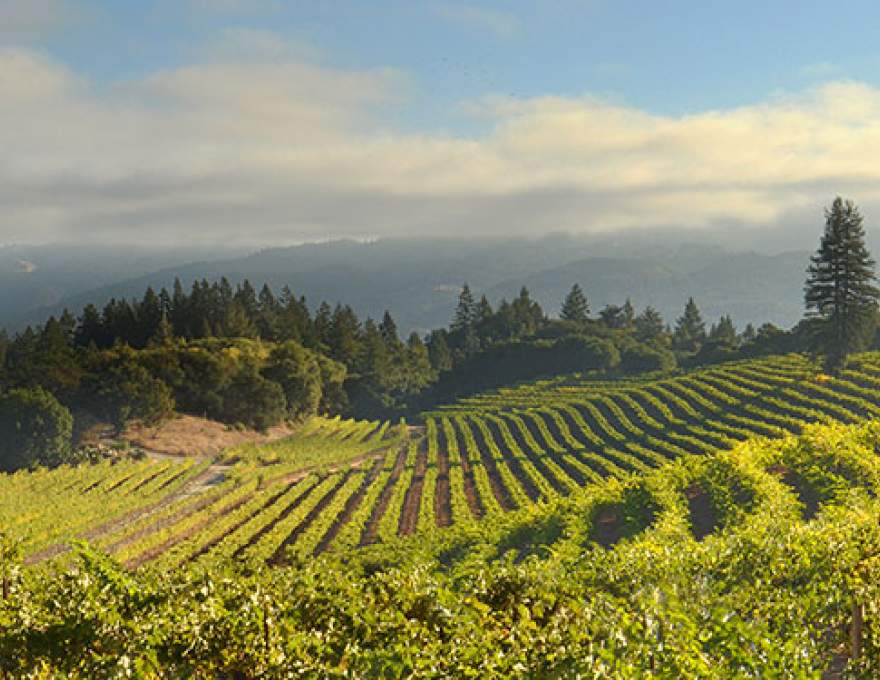 Kenwood Vineyards and Winery WineMaps