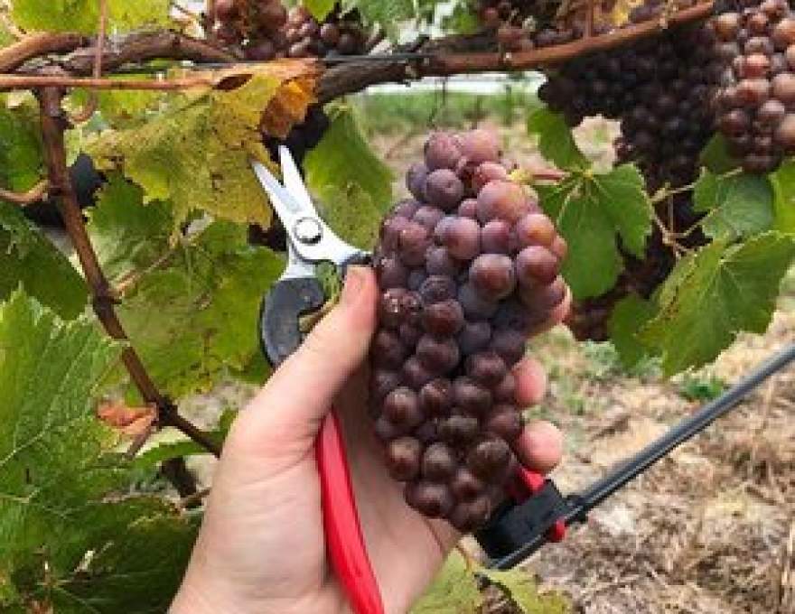 Moores Hill Estate WineMaps