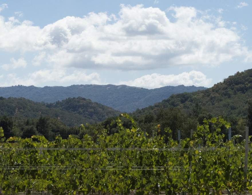 Sycamore Creek Vineyards | WineMaps