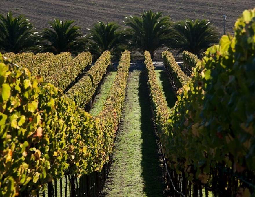 Hilliard Bruce Vineyards WineMaps