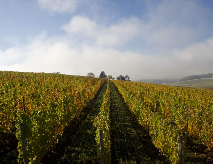 Saffron Fields Vineyard WineMaps