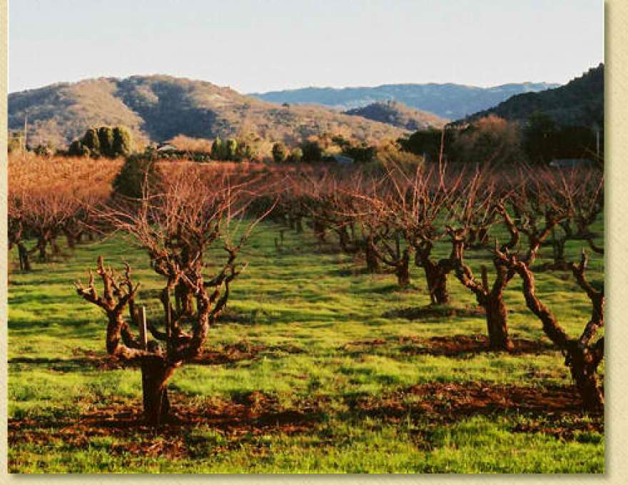 ワイン Sycamore Creek 1996 Sycamore Creek Vineyards | WineMaps