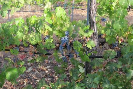 Chateau Rodin Vineyards and Winery