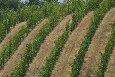 Glen Manor Vineyards