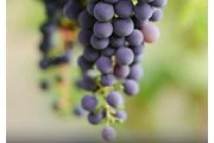 Clos Du Soleil Winery