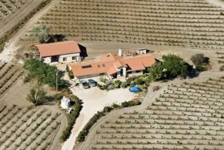 Vista del Rey Vineyards