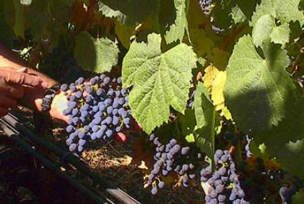 Calafia Wines