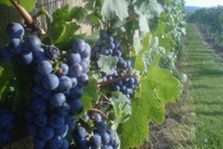 Delaplane Cellars
