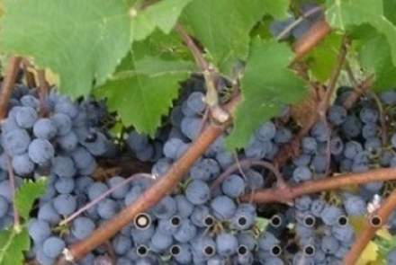 Desert Rose Ranch and Winery
