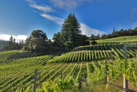 Big Basin Vineyards Estate Winery
