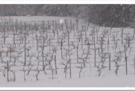 Hartwood Winery