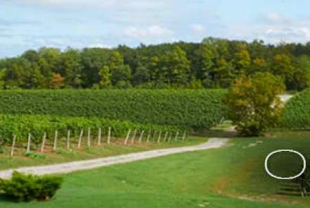 Vineland estates clearance winery