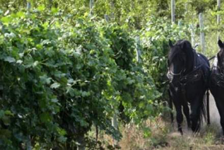 Working Horse Winery and Organic Farm