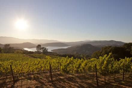 Chappellet Vineyard