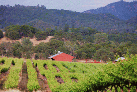 Tanner Vineyards