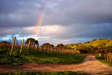 Piedrasassi Vineland