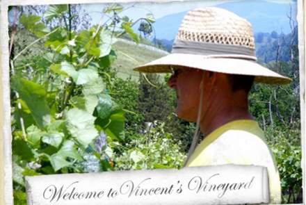 Vincent's Vineyard