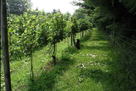Woodland Vineyard