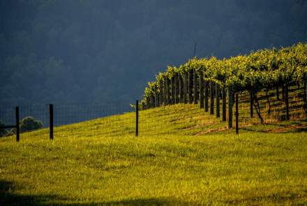 Maggie Malick Wine Caves
