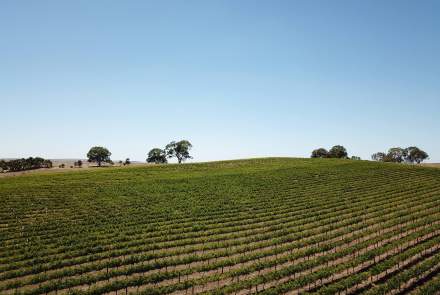 Springton Hills Wines